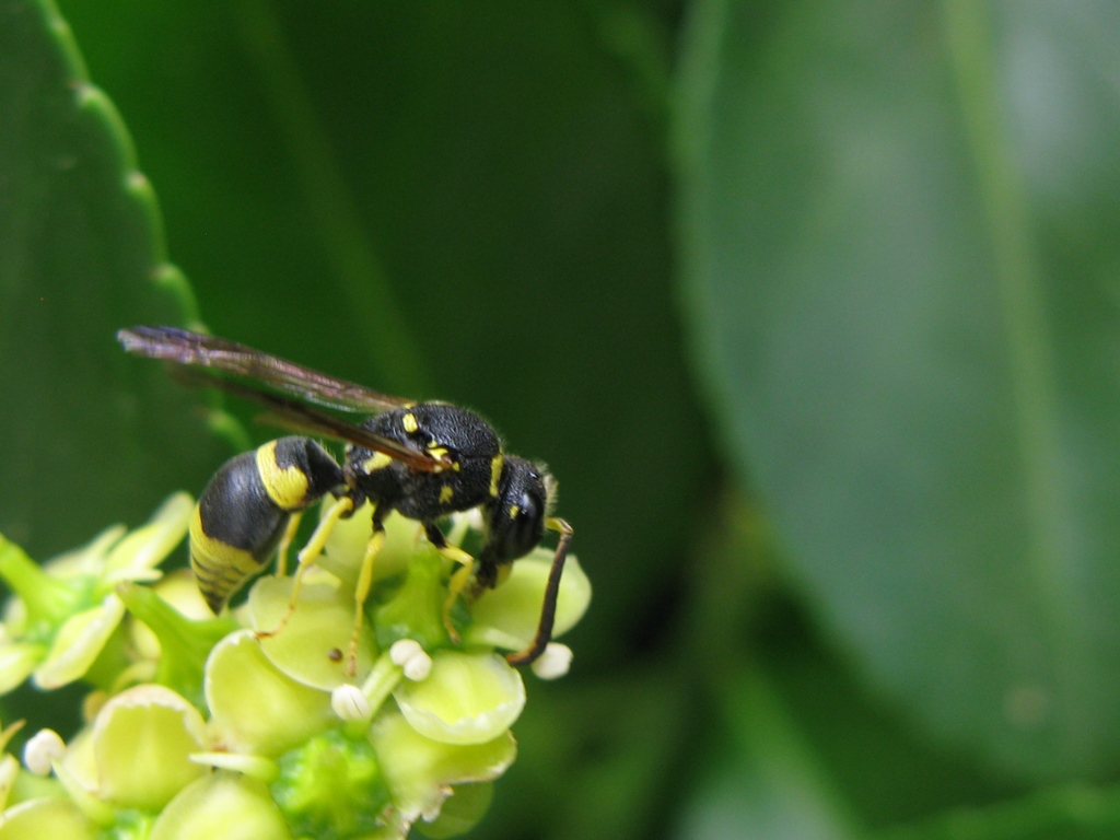 per caso  un ANCISTROCERUS?